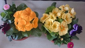 Tavaszi gyönyörűségek