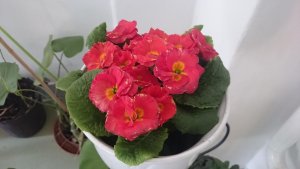 12792218_1295346557147120_4860901409041850286_o