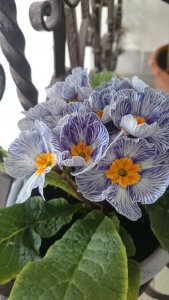 12794951_1295339800481129_7743191201467135888_o