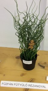 Fűzfán fütyülő rézangyal