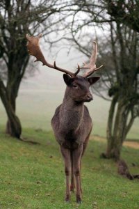 Nem, nem ház - patrónus :-D