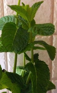 Anyuska mentája. A nap hőse :-D